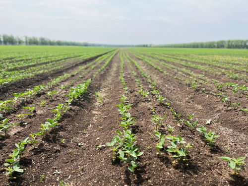 齊齊哈爾創(chuàng)新模式，為牲畜供需雙方搭建火熱銷售橋梁