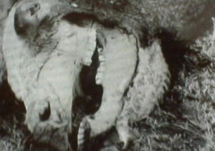 真假難辨 UFO肢解牲畜事件的謎團(tuán)