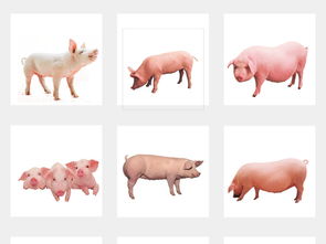 土豬農(nóng)家樂 動(dòng)物牲畜小豬海報(bào)背景素材大全