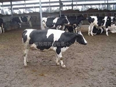 自助貿(mào)易平臺(tái)與互聯(lián)網(wǎng)文化活動(dòng) 推動(dòng)牲畜養(yǎng)殖產(chǎn)業(yè)鏈優(yōu)化升級(jí)