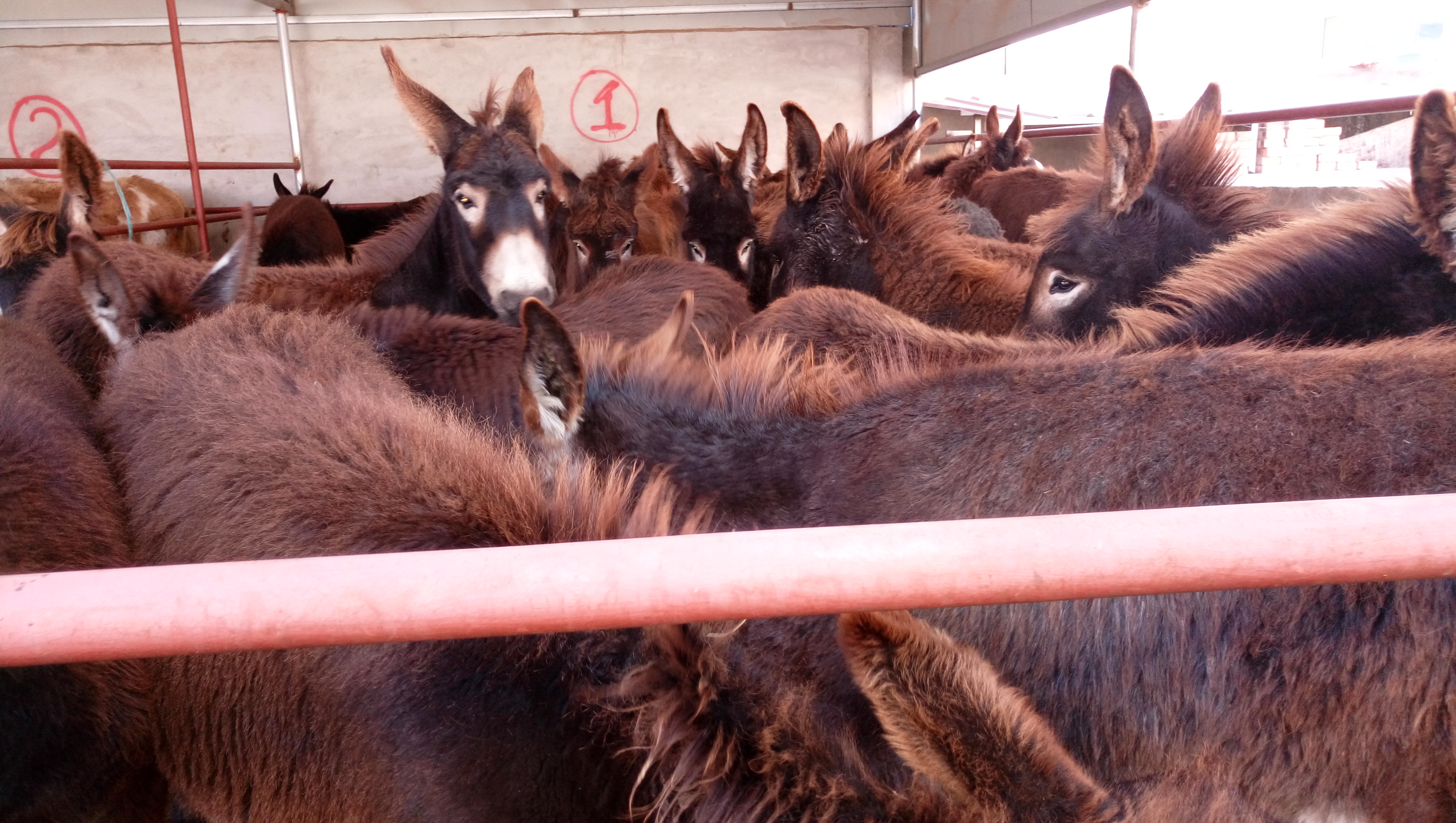 牲畜險(xiǎn)購(gòu)買指南及平安保險(xiǎn)聯(lián)系方式